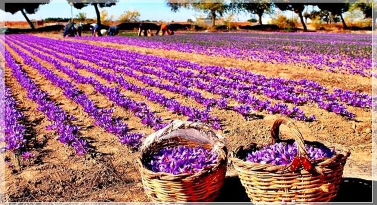 Safranbolu & Amasra  - Safran Çiçeği Hasatı