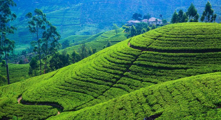 Okyanusun İncisi - Sri Lanka