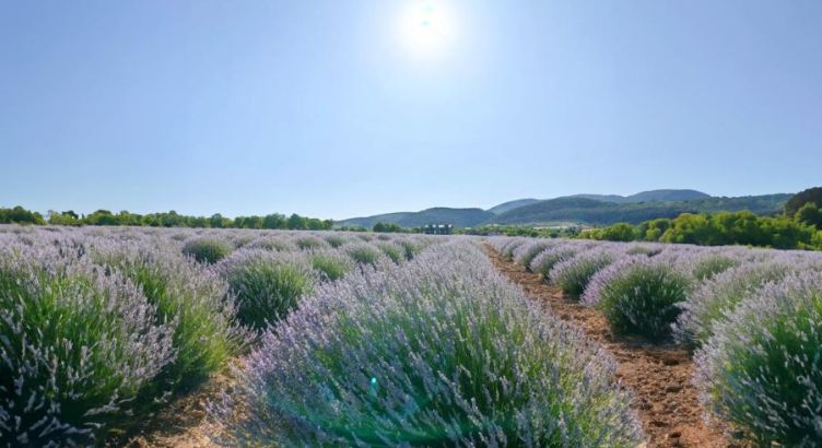 Lavanta Tarlaları Salda Gölü Pamukkale Çeşme Alaçatı Turu