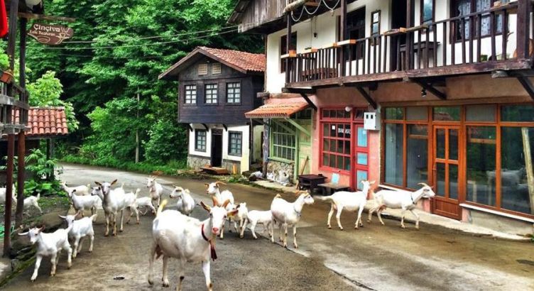 Uçaklı Karadeniz Yaylaları ve Batum Turu