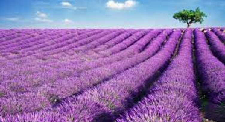 Lavanta Tarlaları Salda Gölü Pamukkale Çeşme Alaçatı Turu (1 Gece Otel Konaklamalı)